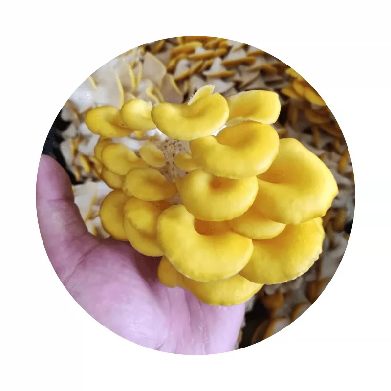精品鸡油菌2021年新货榆黄干菇食用菌量大从优