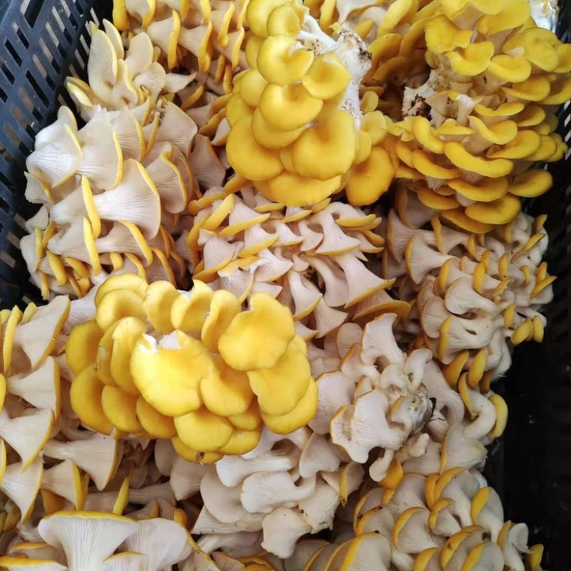 精品鸡油菌2021年新货榆黄干菇食用菌量大从优
