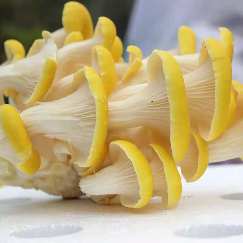 精品鸡油菌2021年新货榆黄干菇食用菌量大从优