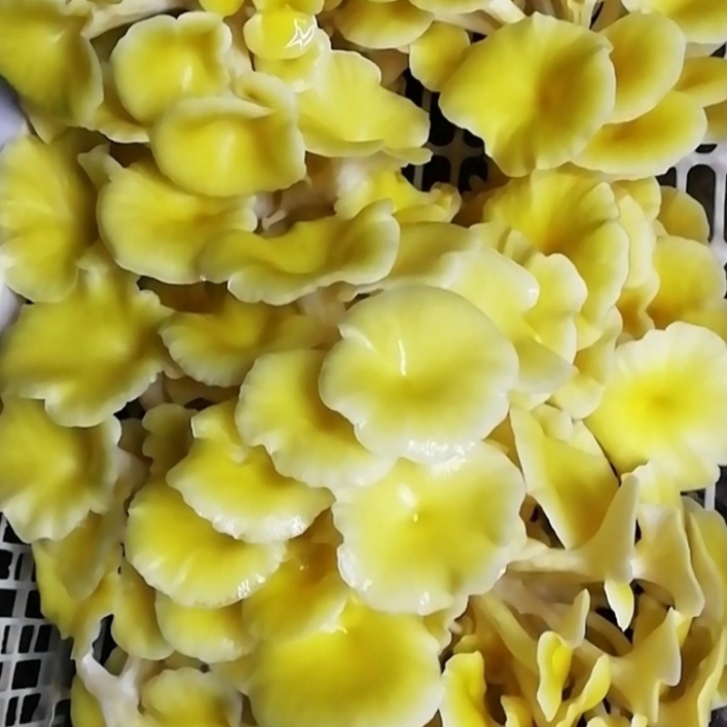精品鸡油菌2021年新货榆黄干菇食用菌量大从优