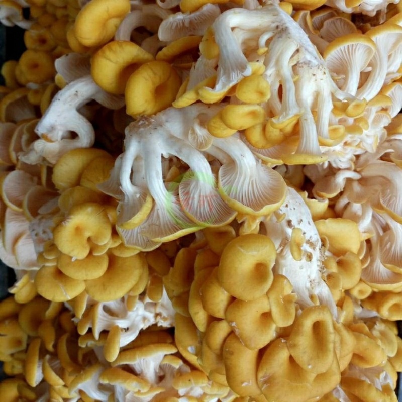 精品鸡油菌2021年新货榆黄干菇食用菌量大从优