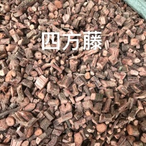 四方藤红宽筋藤四方藤万筋藤四方风春根藤
