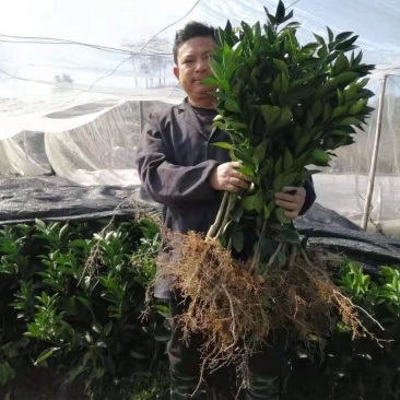 正宗赣南纽荷尔脐橙苗自家果园精选接穗搭建防虫网质量有保障