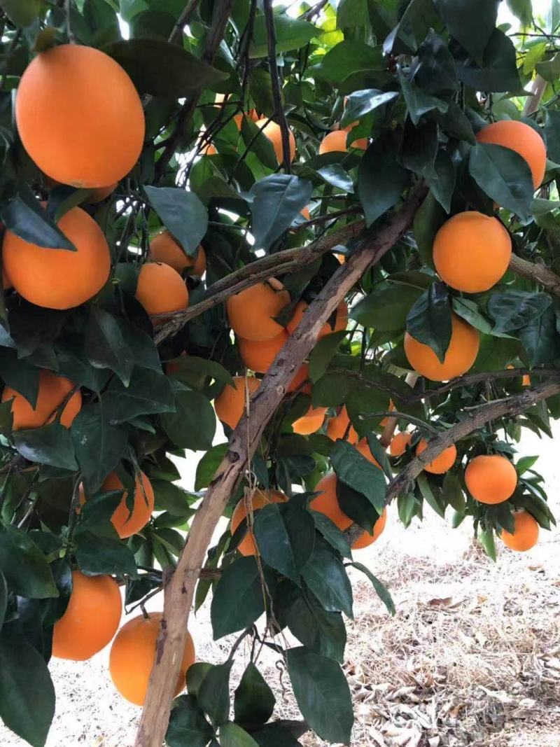 正宗赣南纽荷尔脐橙苗自家果园精选接穗搭建防虫网质量有保障