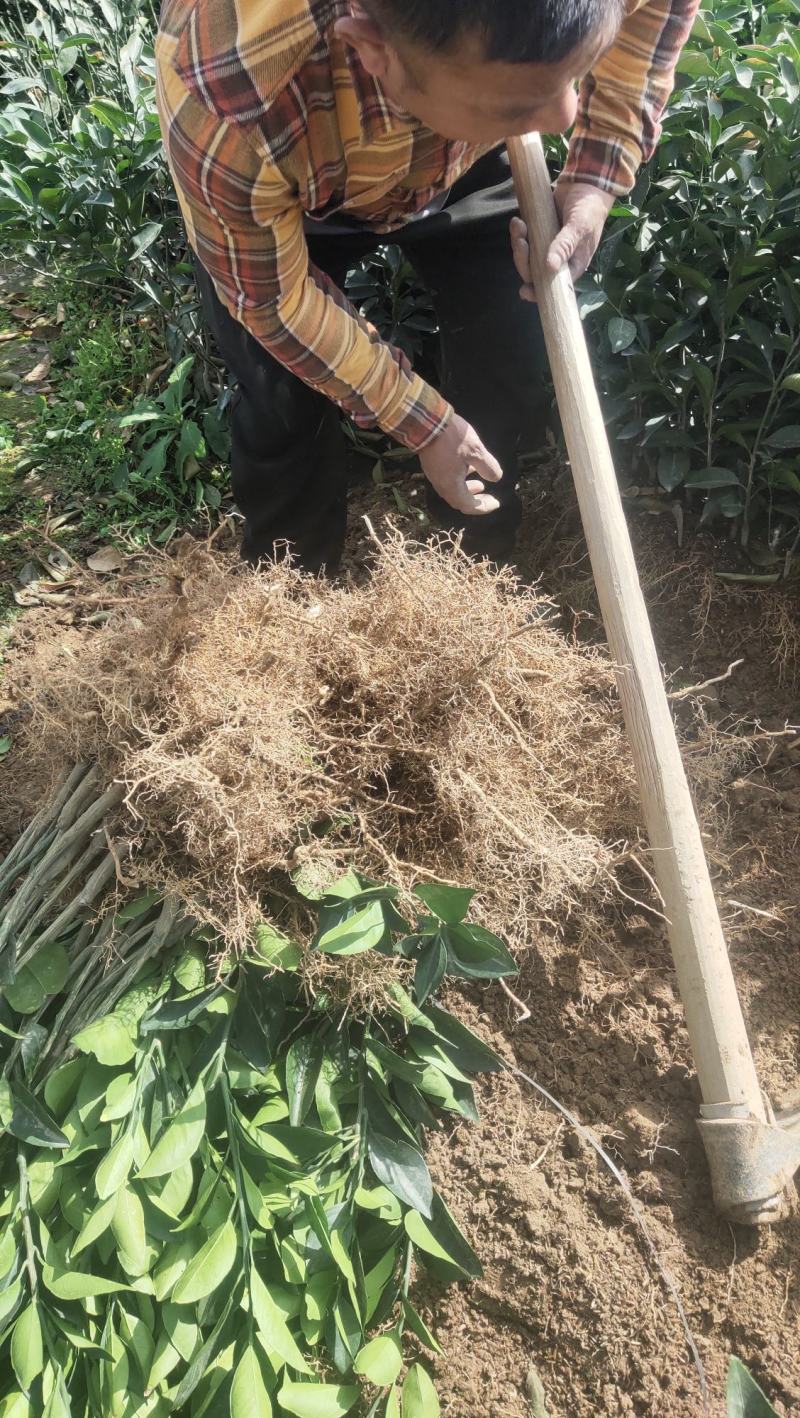 正宗赣南纽荷尔脐橙苗自家果园精选接穗搭建防虫网质量有保障