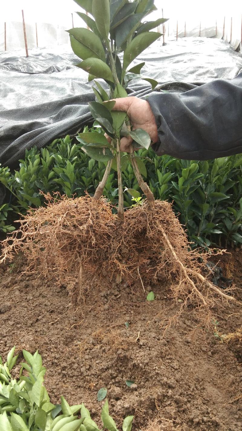 正宗赣南纽荷尔脐橙苗自家果园精选接穗搭建防虫网质量有保障