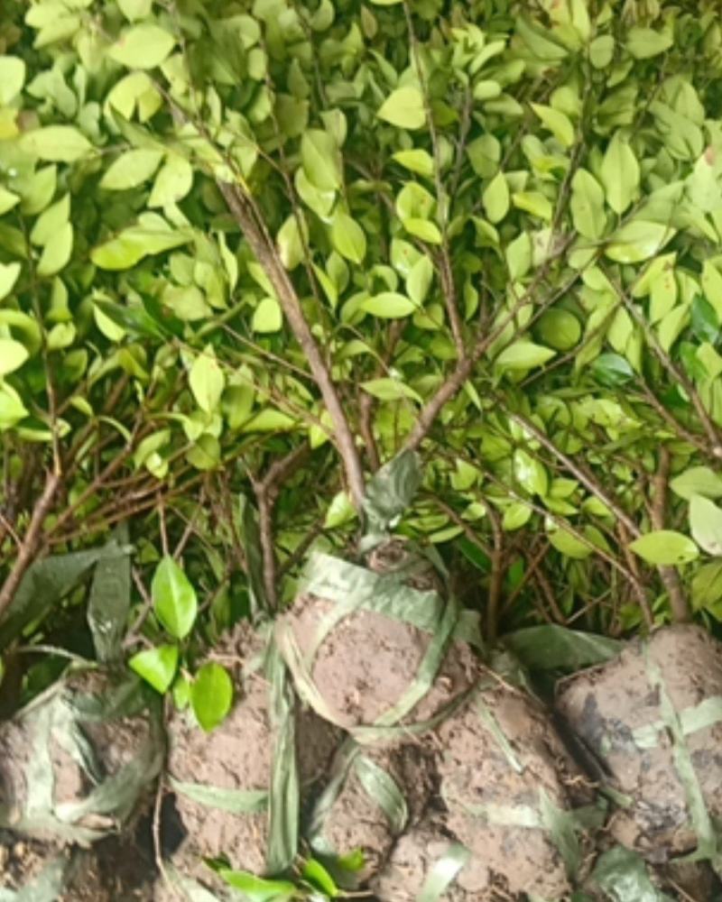 【牛商推荐】金森女贞球40/60冠幅树形优美基地精心培育价低