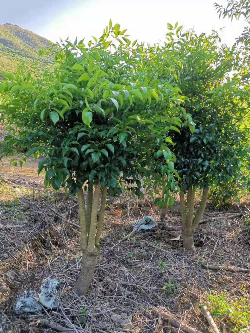 幸福树幌伞枫批量出货千亩百万棵幸福树大量供货