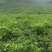 幸福树幌伞枫批量出货千亩百万棵幸福树大量供货