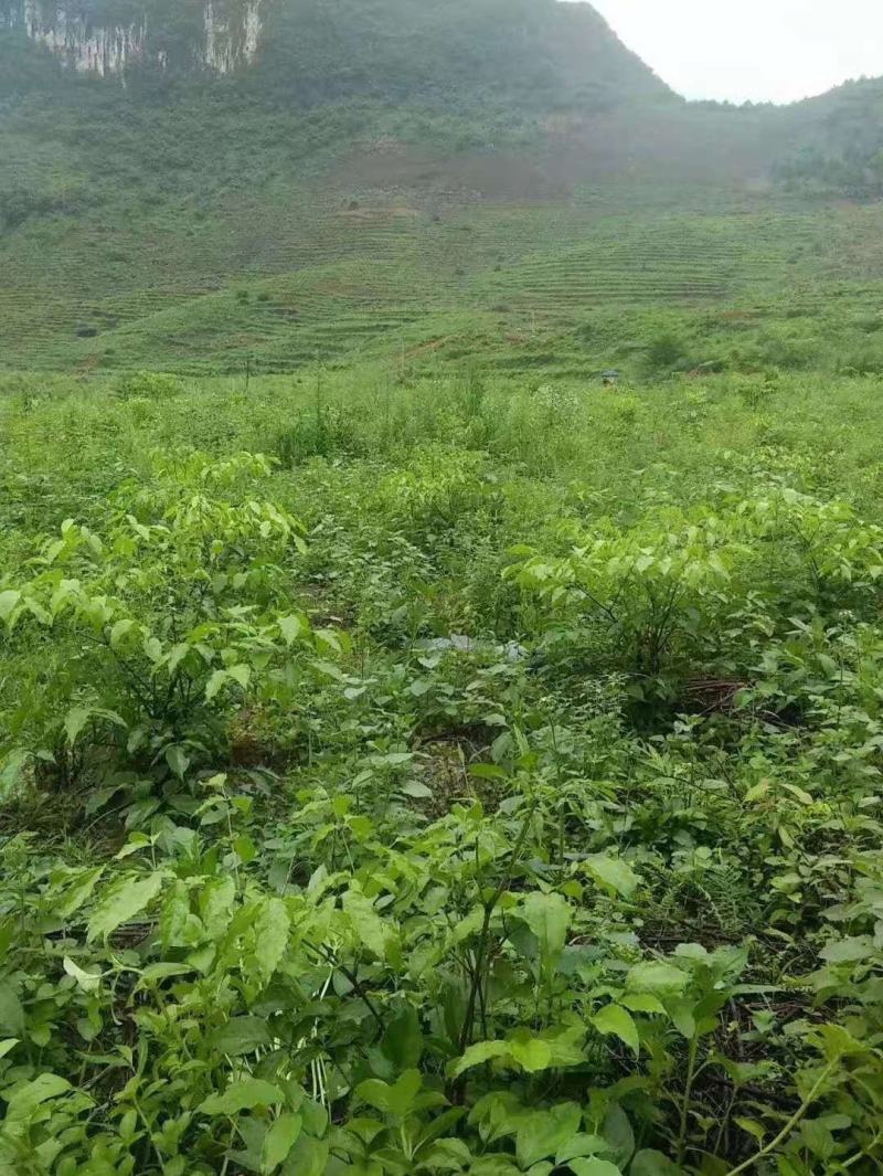 幸福树幌伞枫批量出货千亩百万棵幸福树大量供货