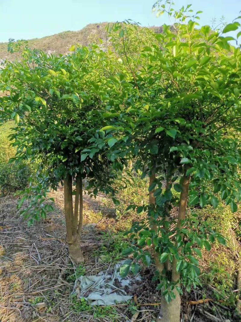 幸福树幌伞枫批量出货千亩百万棵幸福树大量供货