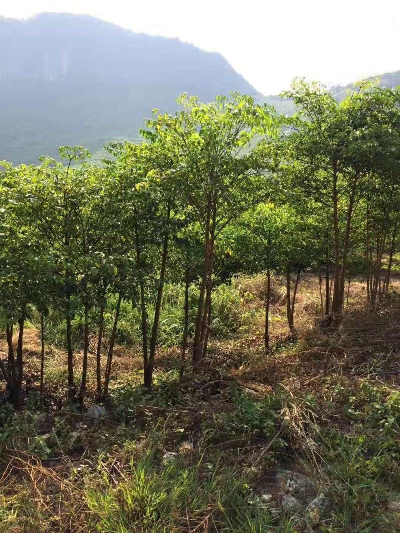 幸福树幌伞枫批量出货千亩百万棵幸福树大量供货