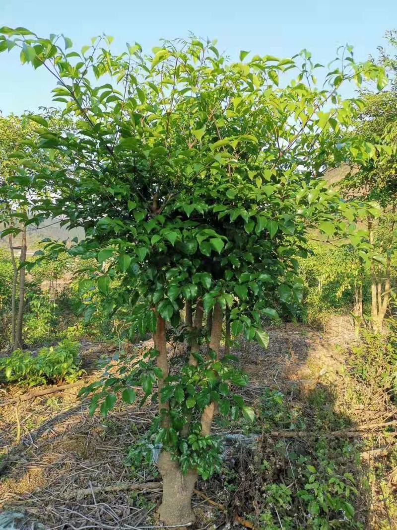幸福树幌伞枫批量出货千亩百万棵幸福树大量供货