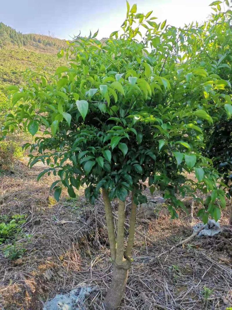 幸福树幌伞枫批量出货千亩百万棵幸福树大量供货