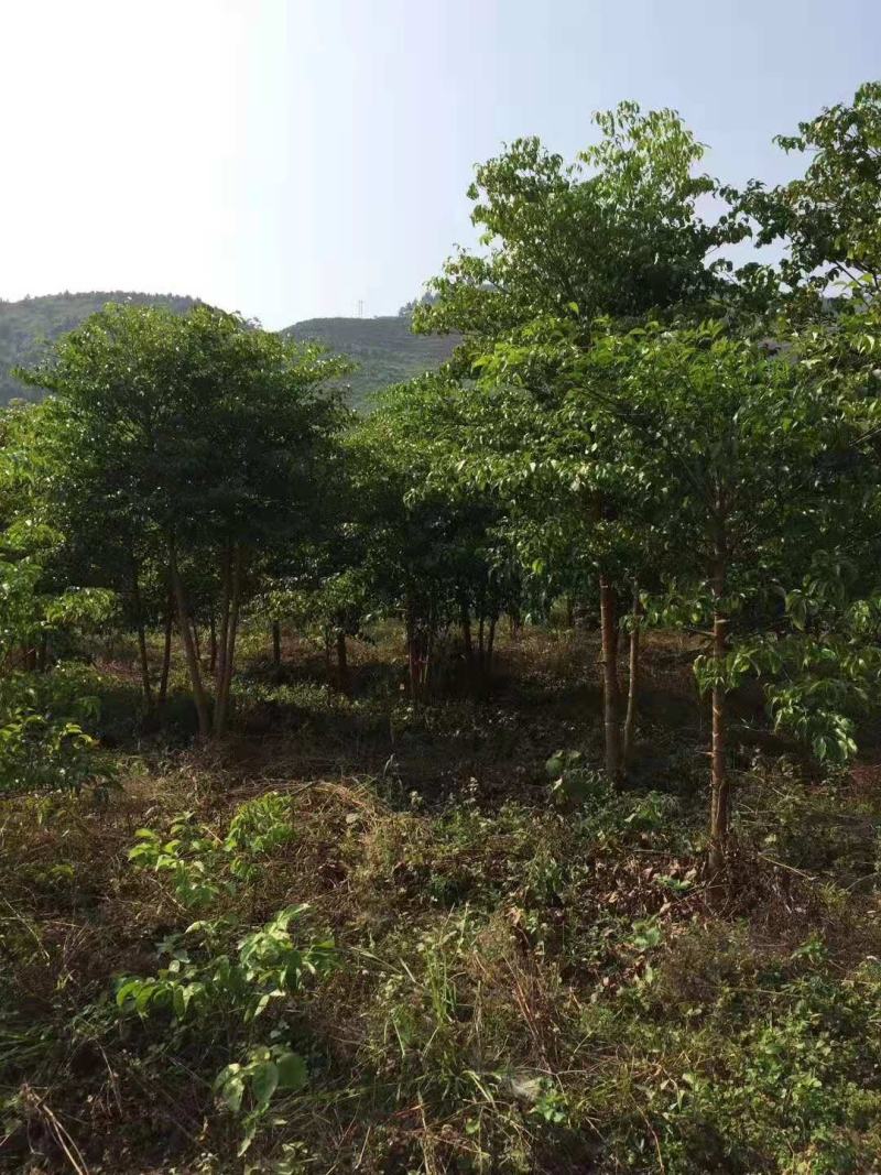 幸福树幌伞枫批量出货千亩百万棵幸福树大量供货