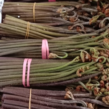 贵州野生嶡菜大量出售