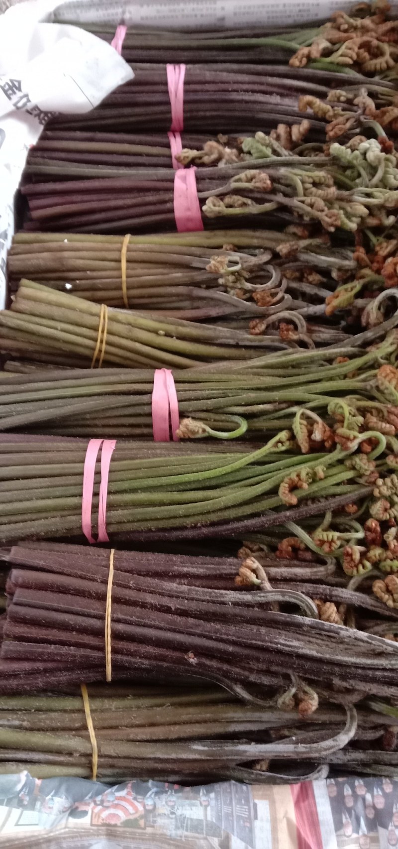 贵州野生嶡菜大量出售