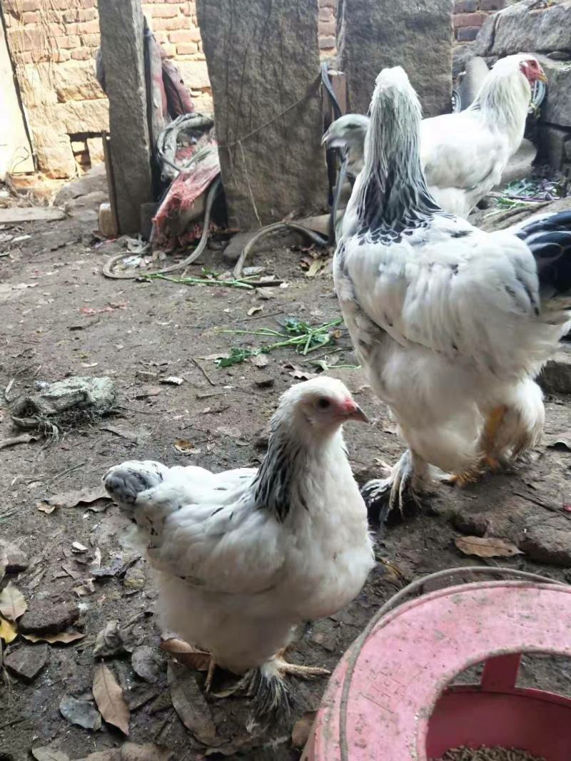 巨型黑白花婆罗门鸡鸡苗包运包活到家