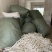 通草大通草足干色白农户纯手工采摘