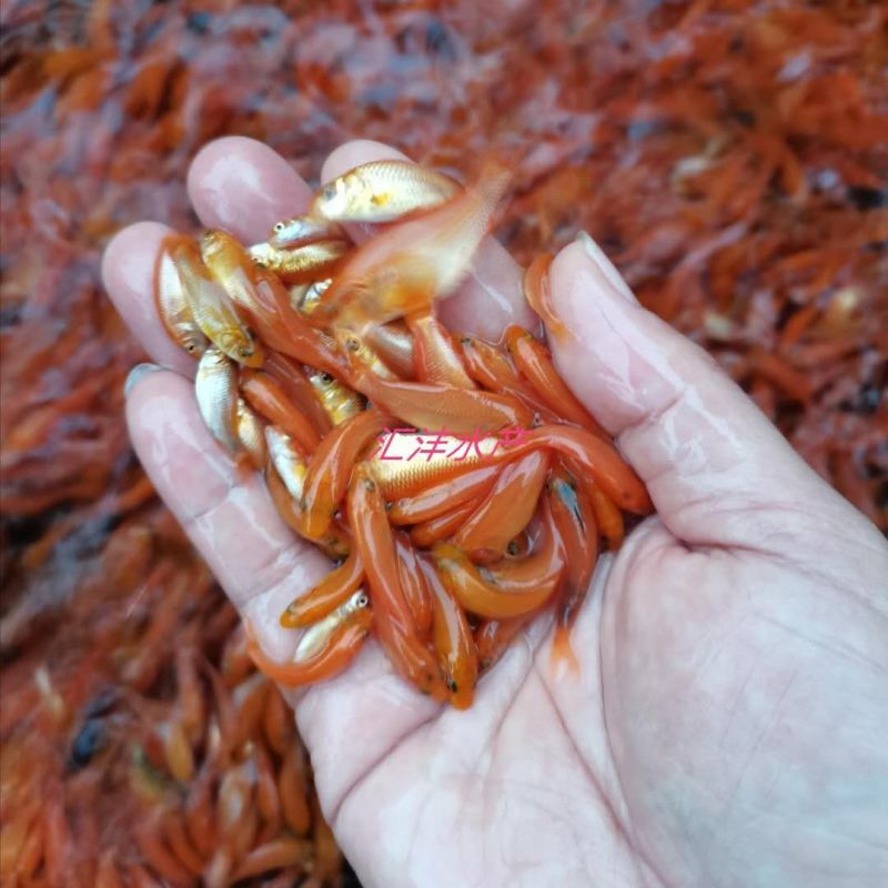 红鲤鱼苗，品种优良，技术支持，全国发货！
