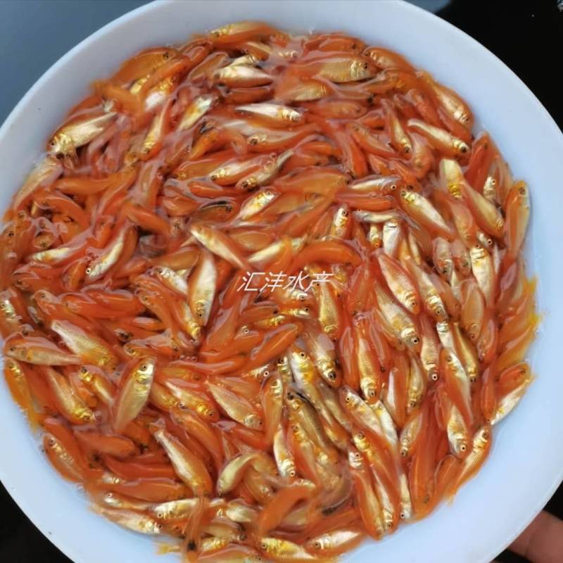 红鲤鱼苗，品种优良，技术支持，全国发货！