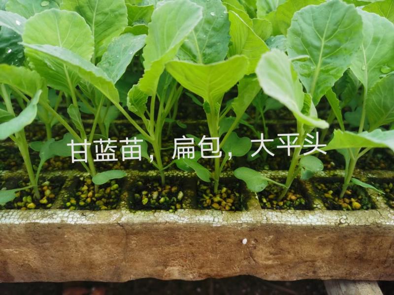 包菜，甘蓝苗，特级种子，量大从优，欢迎来电