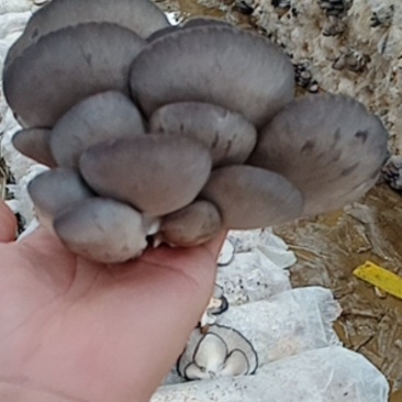 还是有好蘑菇的，，量少