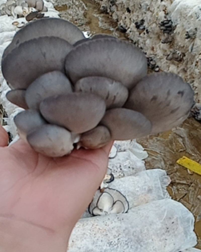 还是有好蘑菇的，，量少