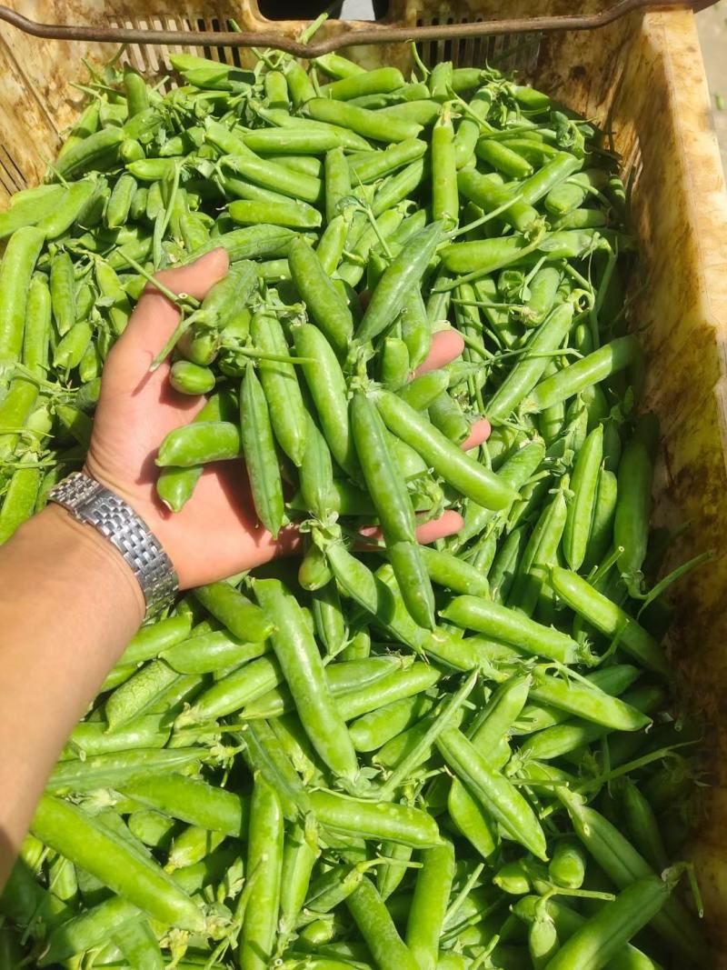 湖北青豌豆精品豌豆代发全国随行就市欢迎来电咨询选购