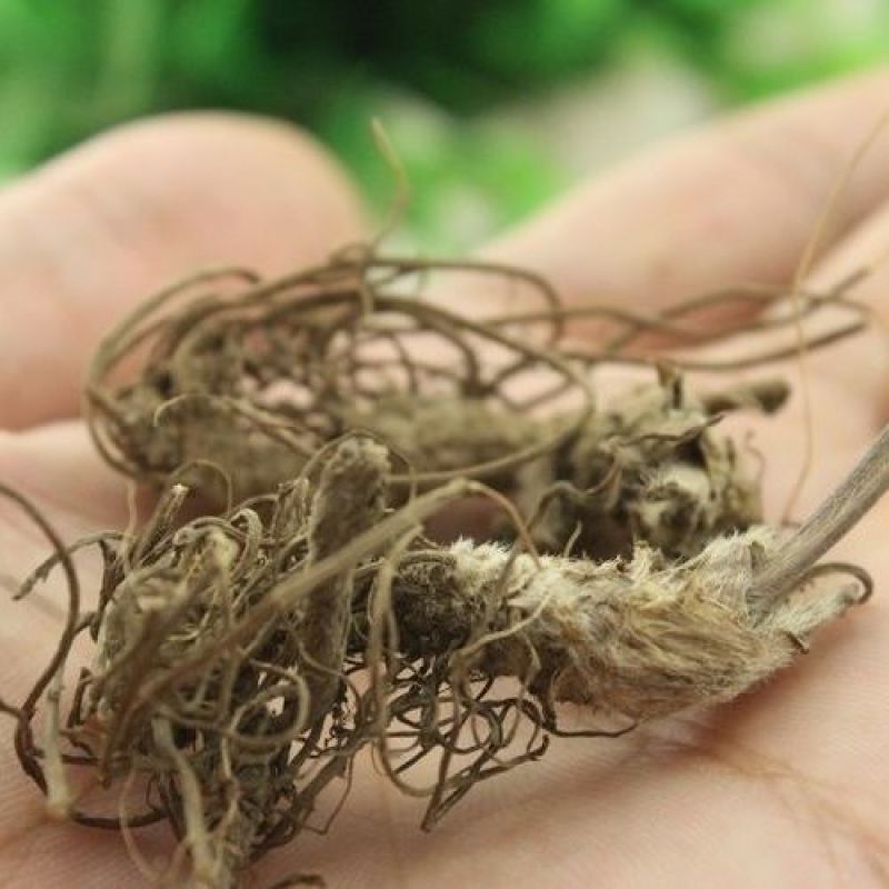 地胆头野生地胆草苦地胆丁茄夫红花地斩头（千种药欢迎来单）