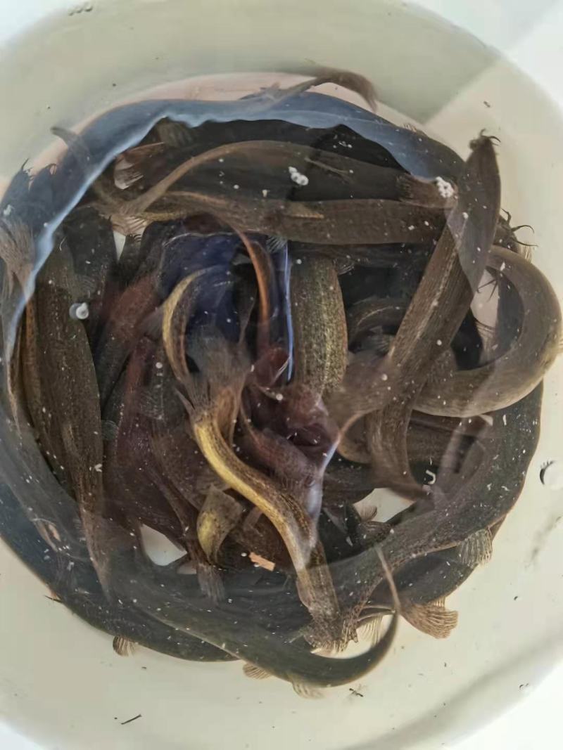 泥鳅，鲜活圆泥鳅，扁泥鳅，大小规格齐全，全国物流直达包邮