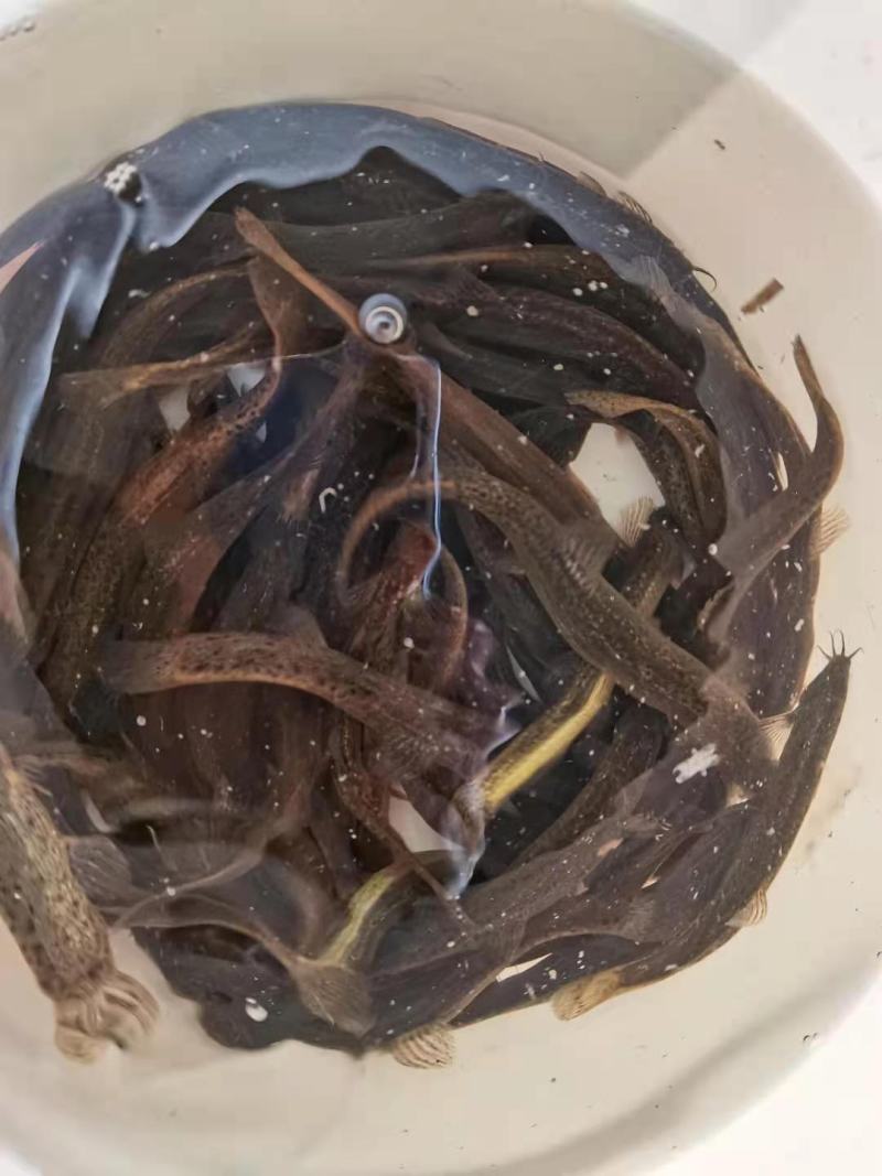 泥鳅，鲜活圆泥鳅，扁泥鳅，大小规格齐全，全国物流直达包邮