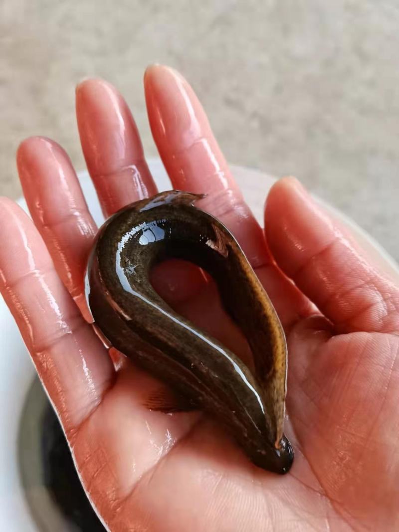 泥鳅，鲜活圆泥鳅，扁泥鳅，大小规格齐全，全国物流直达包邮