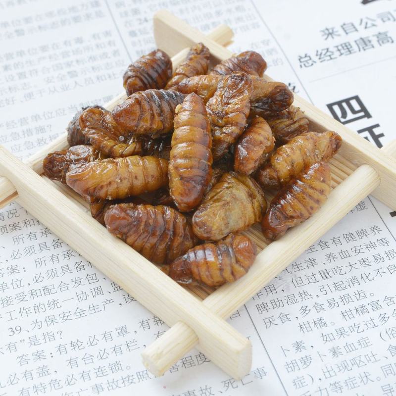 【山东蚕蛹】新鲜蚕蛹批发鲜活速冻桑蚕蛹非金丝蛹新鲜蛹子非