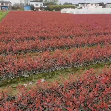 优货红叶石楠袋苗(杯苗丿