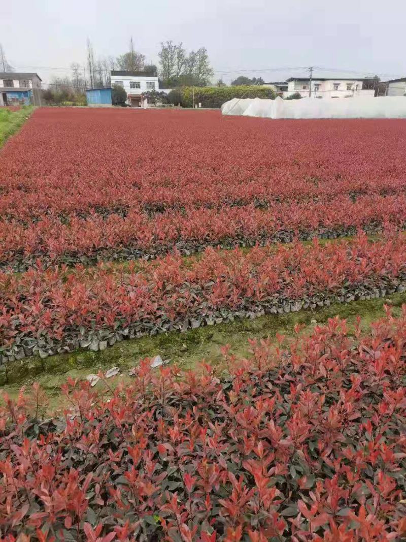 优货红叶石楠袋苗(杯苗丿
