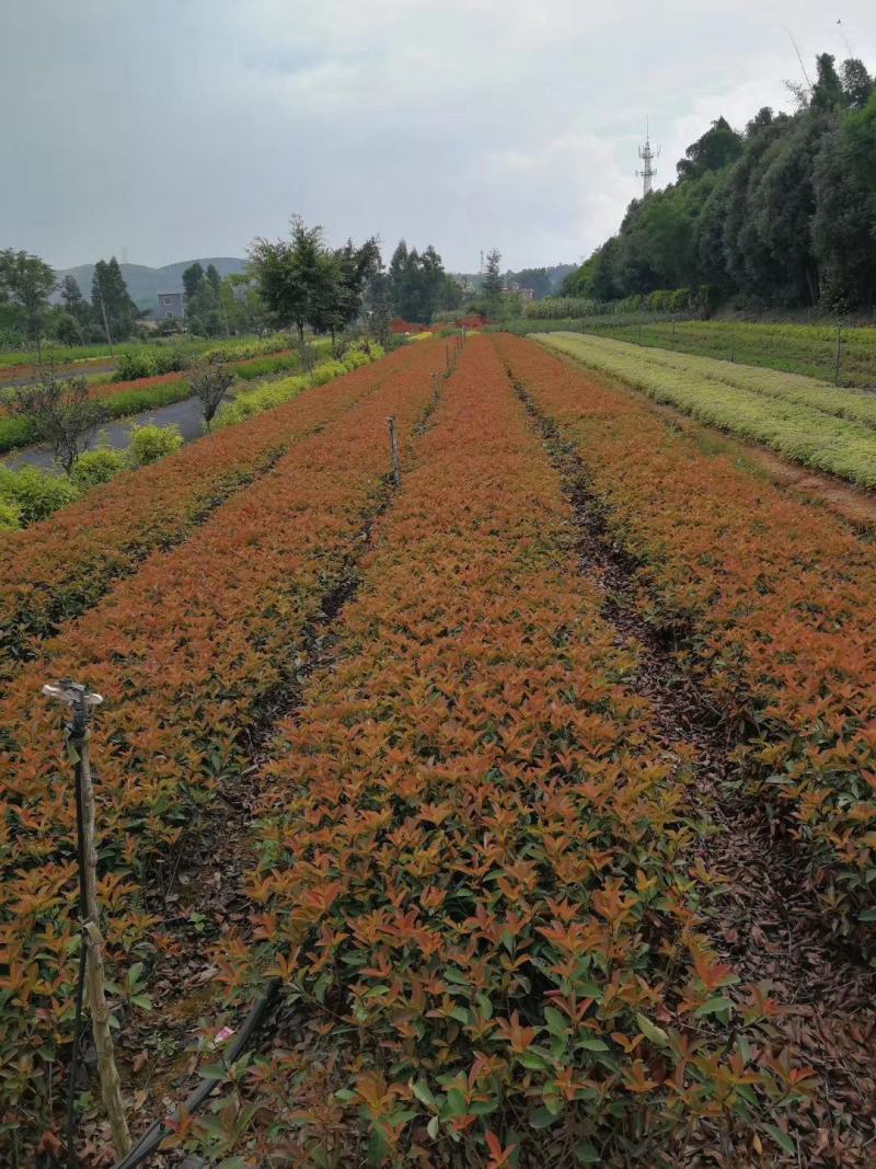 优货红叶石楠袋苗(杯苗丿