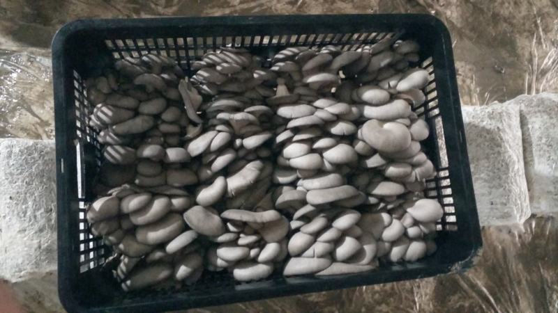 食用菌种植基地：菌棒生产加工，新鲜平菇销售，蘑菇干销售