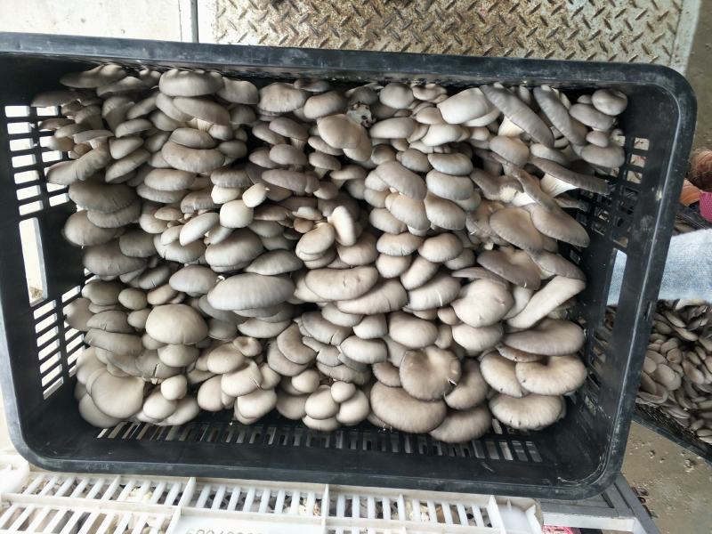 食用菌种植基地：菌棒生产加工，新鲜平菇销售，蘑菇干销售