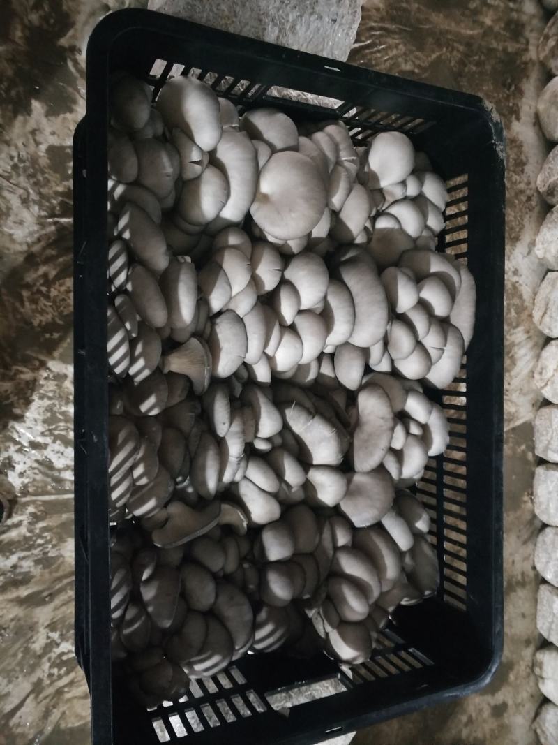 食用菌种植基地：菌棒生产加工，新鲜平菇销售，蘑菇干销售