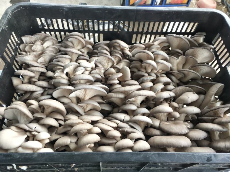 食用菌种植基地：菌棒生产加工，新鲜平菇销售，蘑菇干销售