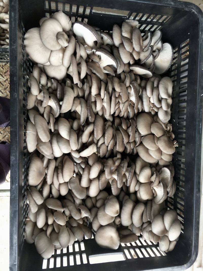 食用菌种植基地：菌棒生产加工，新鲜平菇销售，蘑菇干销售