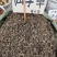 仙鹤草中药材批仙鹤草仙学草龙牙草狼牙草