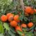 广西金黄橙果，红江橙，白橙，大量货源，欢迎全国客户咨询