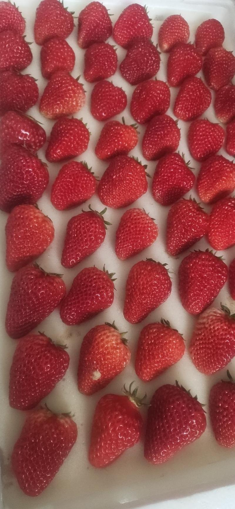 草莓，白草莓，粉草莓，红草莓