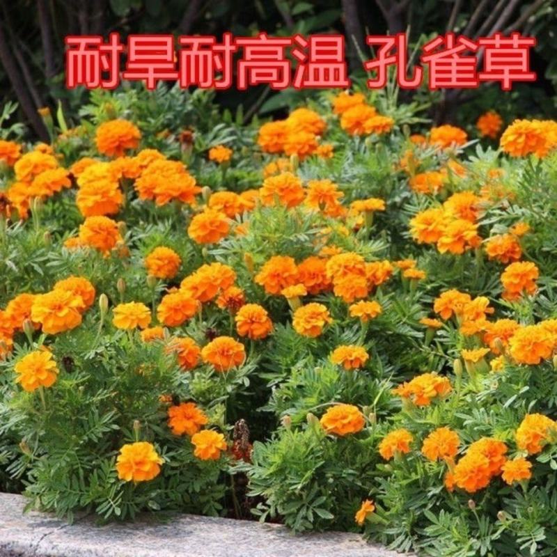 孔雀草花种子混色重瓣草花种子庭院室外景观花卉四季易种花种