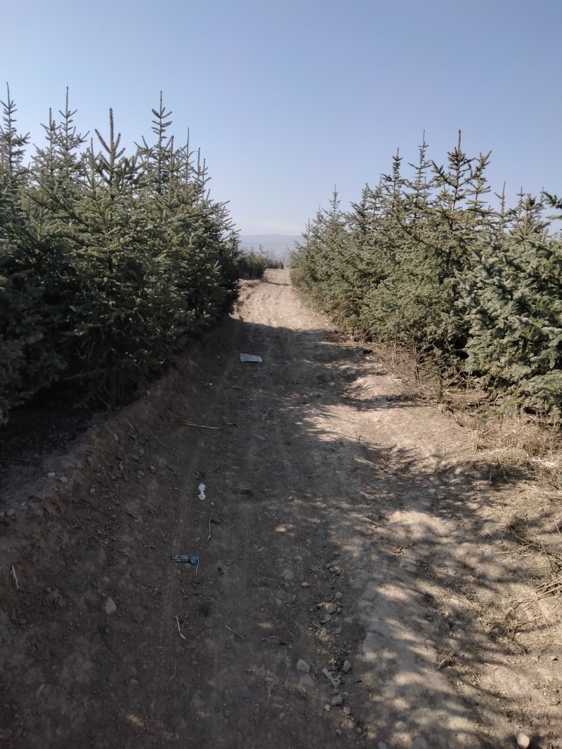 甘肃云杉，青海云杉，川西云杉