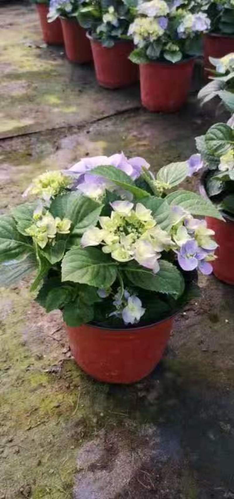 绣球花（无尽夏）八仙花/基地直发货/品种齐全/价格实惠