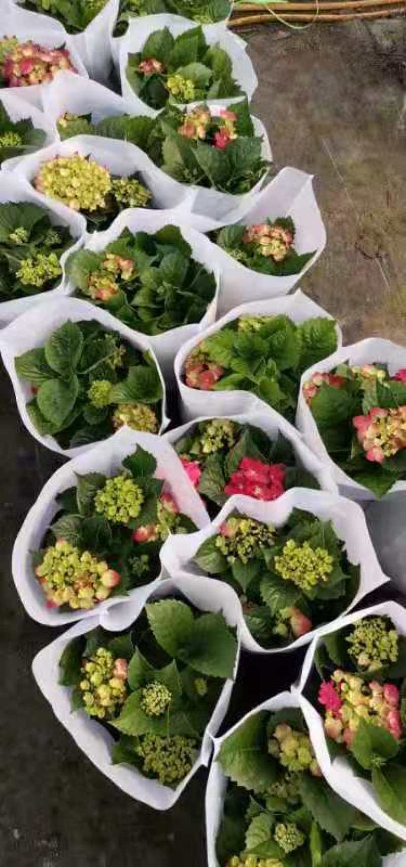 绣球花（无尽夏）八仙花/基地直发货/品种齐全/价格实惠