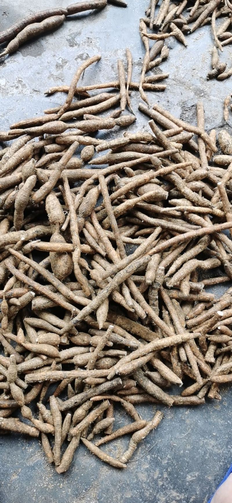 牛大力黄牛野生牛大力鲜货统货新鲜煲汤